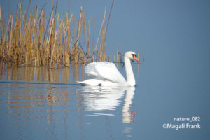 082_magali_frank_fleurange_nature