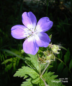 083_magali_frank_fleurange_nature