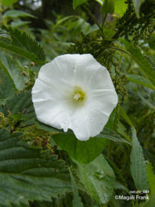 084_magali_frank_fleurange_nature