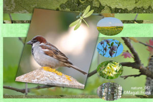 087_magali_frank_fleurange_nature