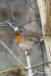 091_magali_frank_fleurange_nature