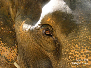 094_magali_frank_fleurange_nature