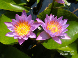 100_magali_frank_fleurange_nature