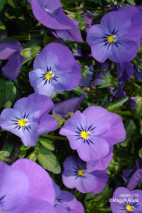 102_magali_frank_fleurange_nature