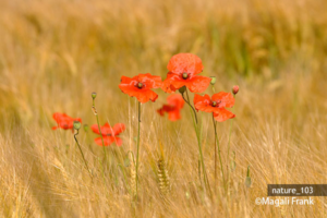 103_magali_frank_fleurange_nature