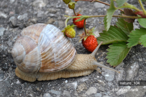 104_magali_frank_fleurange_nature