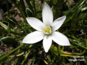 105_magali_frank_fleurange_nature