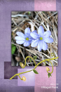 106_magali_frank_fleurange_nature