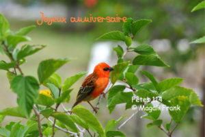 114_magali_frank_fleurange_fetes