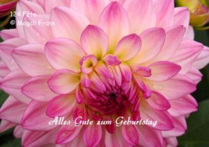 124-Fête-Dahlia-rose-Geburtstag-1-2
