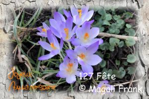127_fete_Crocus-mauve-2020-_Magali-Frank_Fleurange