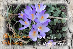 128_fete_Crocus-mauve-2020_Magali-Frank_fleurange