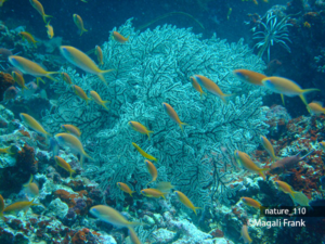 110_magali_frank_fleurange_nature