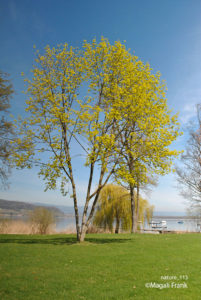 113_magali_frank_fleurange_nature