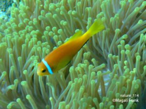 114_magali_frank_fleurange_nature