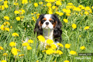 115_magali_frank_fleurange_nature