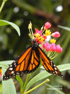 116_magali_frank_fleurange_nature