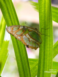 117_magali_frank_fleurange_nature