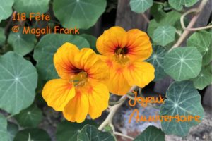 118_Fleurs-Morat-joyeux-anniversaire-Copie