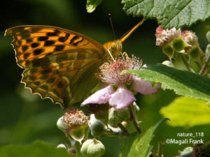 118_magali_frank_fleurange_nature