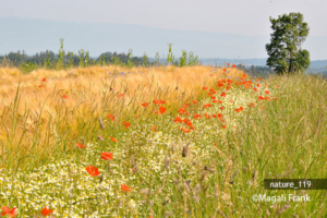 119_magali_frank_fleurange_nature