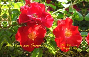 120_Rose-Rouge-Geburtstag