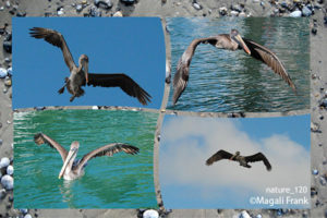 120_magali_frank_fleurange_nature