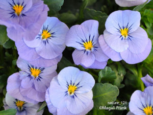 121_magali_frank_fleurange_nature