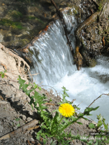 124_magali_frank_fleurange_nature