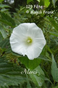 129_MagaliFrank_Fleurange_Liseron_-Merci