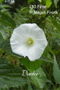 130_magaliFrank_fFleurange_Liseron_fête_