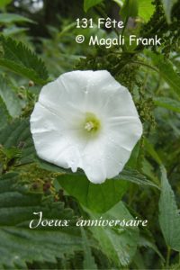 131_-Magali-Frank_Fleurange_Liseron_-anniversaire