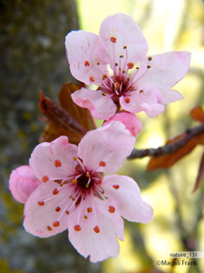 131_magali_frank_fleurange_nature