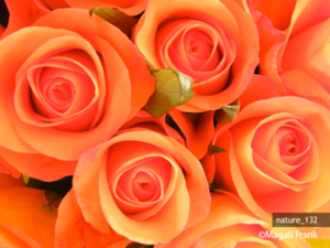 132_magali_frank_fleurange_nature