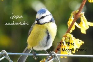 133_fête_Magali_Frank_Fleurange_mésange-bleu_-anniversaire