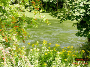 133_magali_frank_fleurange_nature