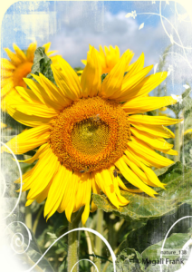 138_magali_frank_fleurange_nature