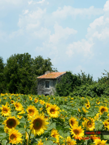 139_magali_frank_fleurange_nature