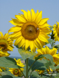 140_magali_frank_fleurange_nature