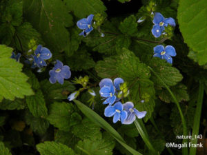 143_magali_frank_fleurange_nature