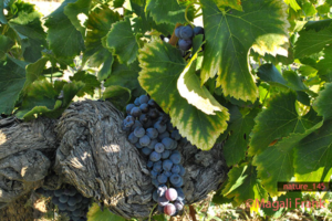 145_magali_frank_fleurange_nature