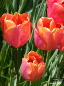 153_magali_frank_fleurange_nature