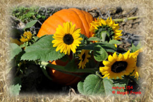 154_magali_frank_fleurange_nature