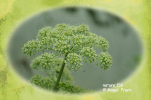 156_magali_frank_fleurange_-nature