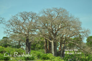 158_magali_frank_fleurange_nature