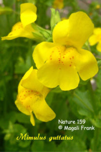 159_magali_frank_fleurange_nature