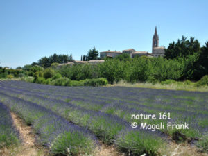 161_magali_frank_fleurange_nature