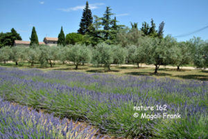 162_magali_frank_fleurange_nature