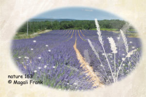 163_magali_frank_fleurange_nature