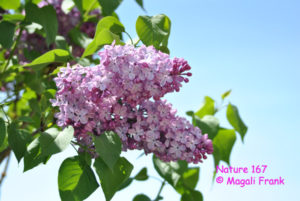 167_magali_frank_fleurange_nature